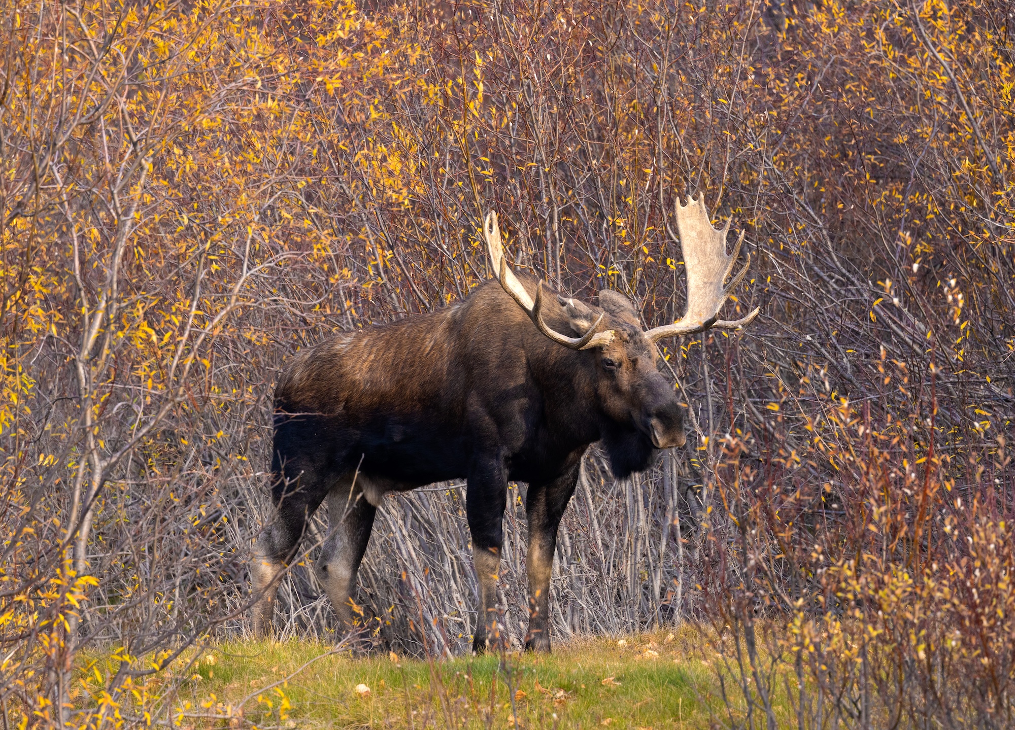 A large bull moose with wide antlers stands in front of yellow autumn bushes in the Canadian wilderness.