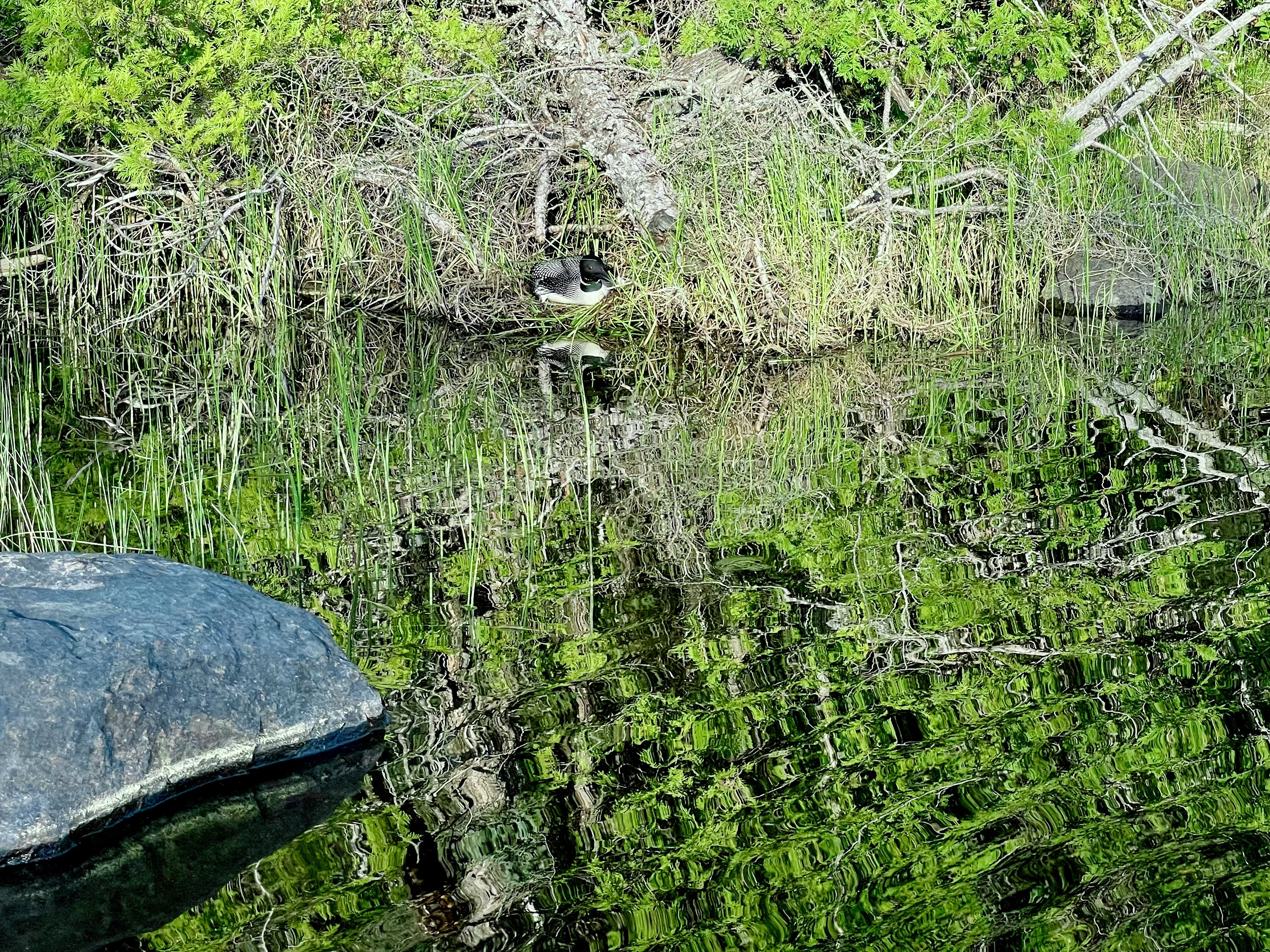A common loon sits on its nest at the edge of a calm lake, surrounded by green grass and brush with a large rock in the foreground.