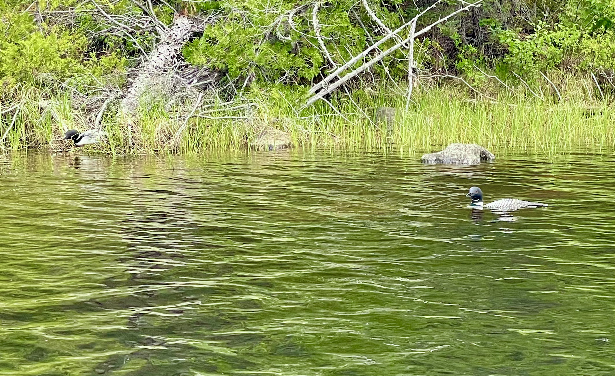 A Common Loon swims in the calm, green-tinted waters of a remote Canadian lake near a forested shoreline.