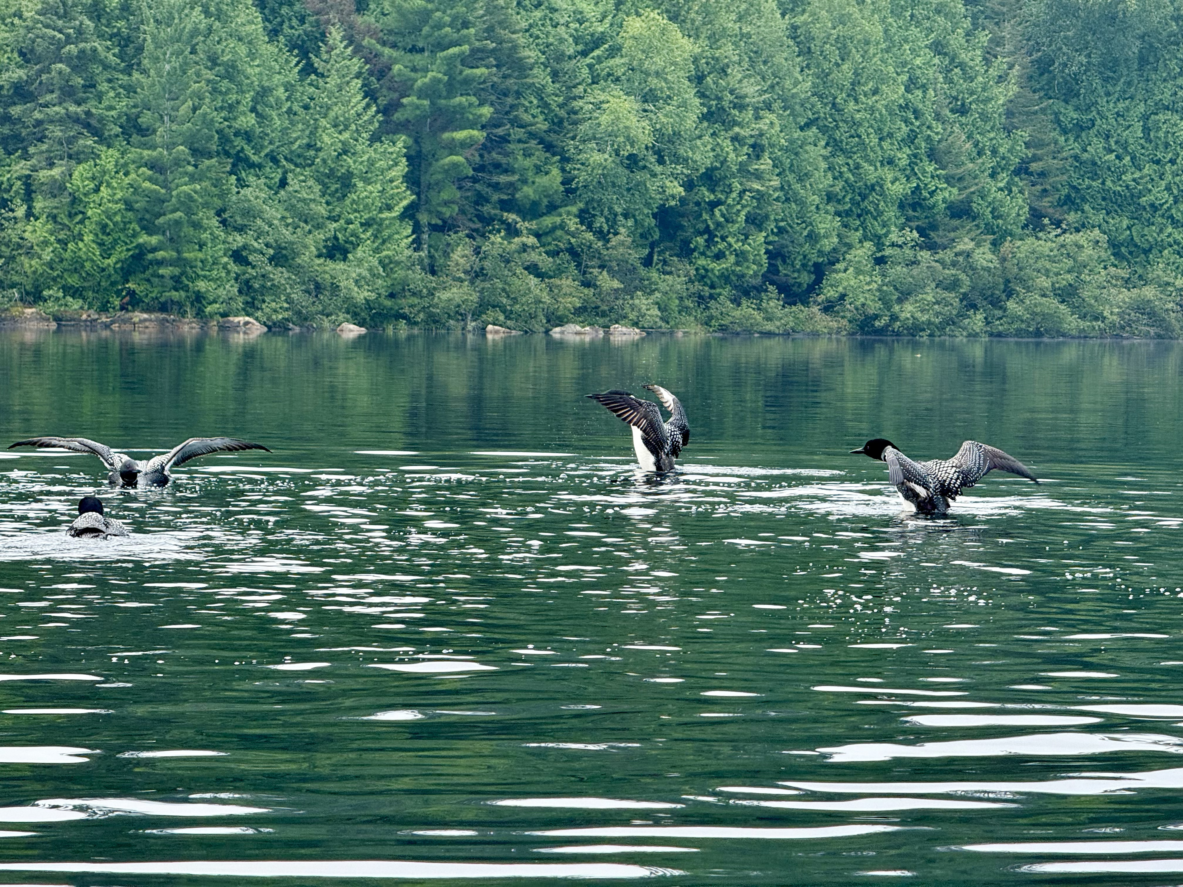 Four Common Loons on a calm lake with wings spread, backed by a dense green forest.