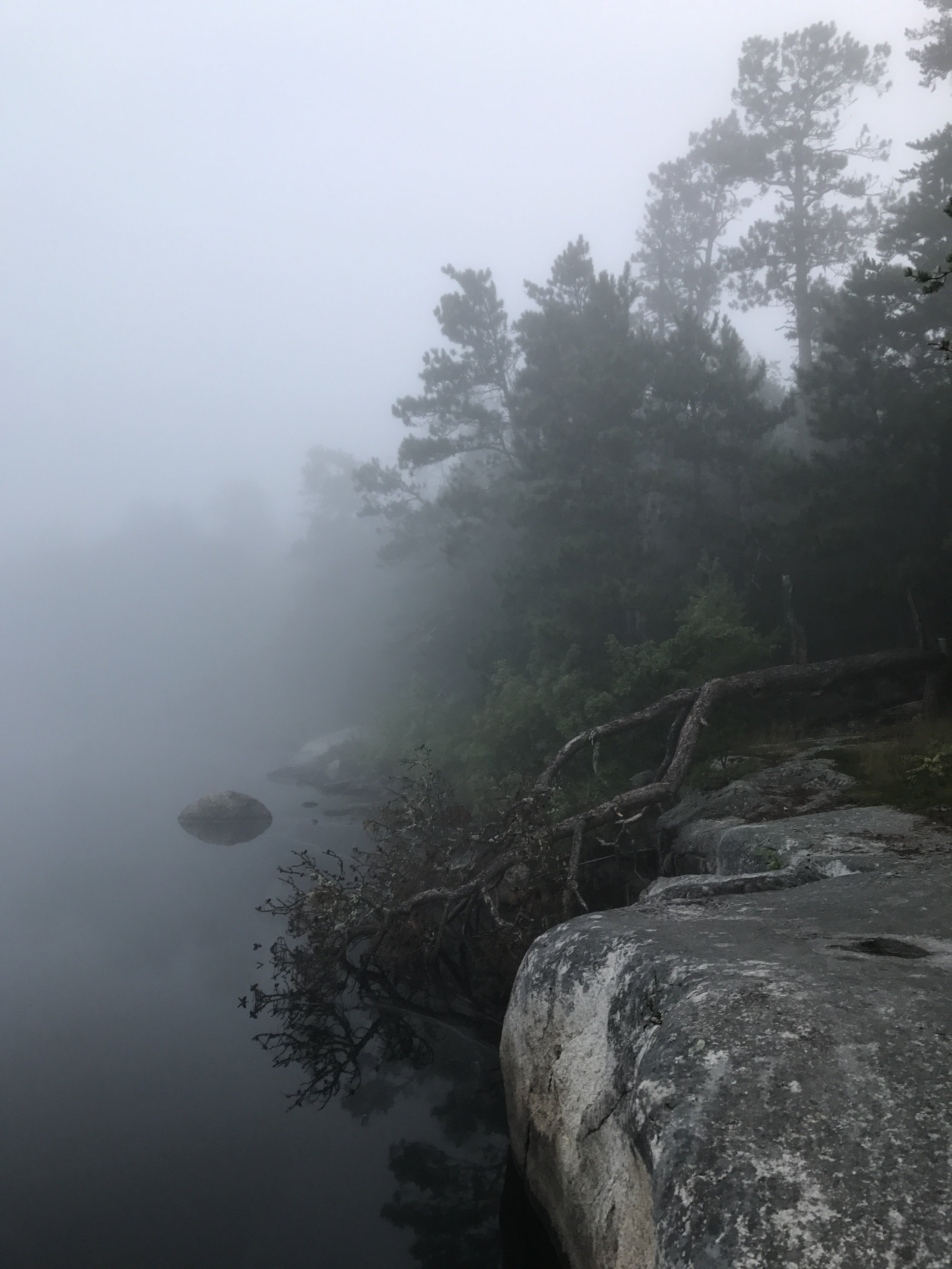 A rocky shoreline with pine trees shrouded in thick white fog over calm water.