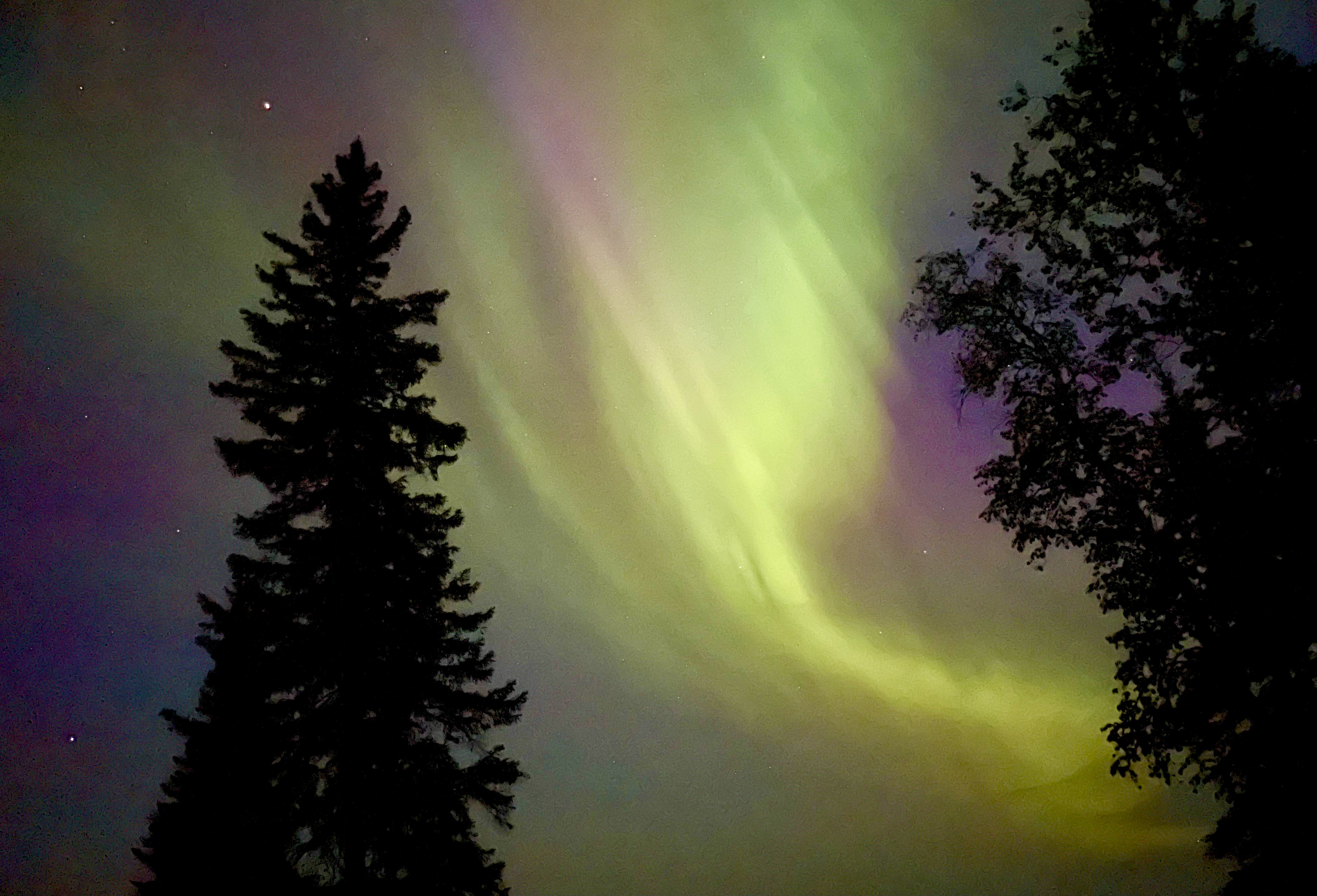 Vibrant green and purple aurora borealis dancing in the night sky between silhouettes of evergreen trees.