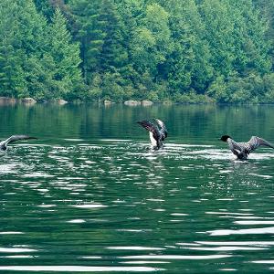 Four Common Loons on a calm lake with wings spread, backed by a dense green forest.